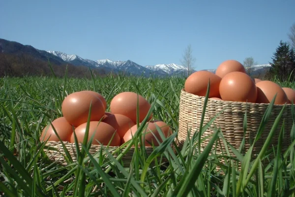 Hiraoka Farm – Naturally Raised Eggs
