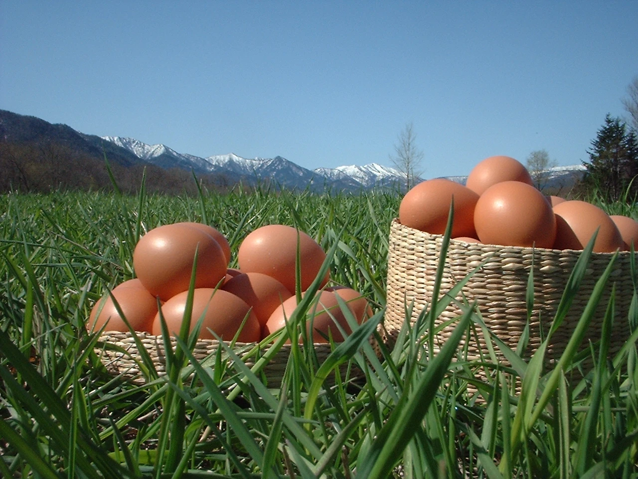Hiraoka Farm – Naturally Raised Eggs