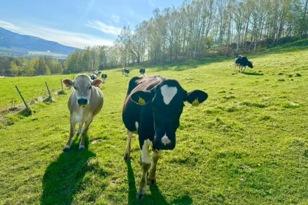 Sato Farm