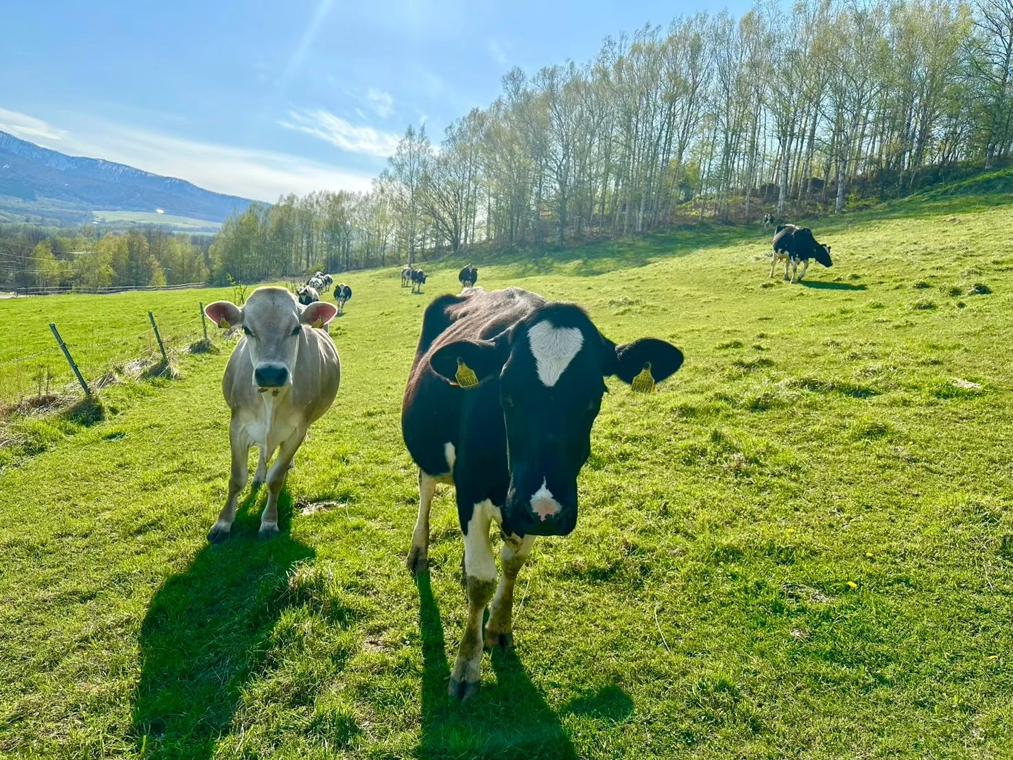 Sato Farm
